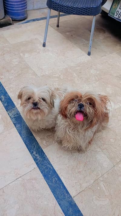 shihtzu male and female puppyies