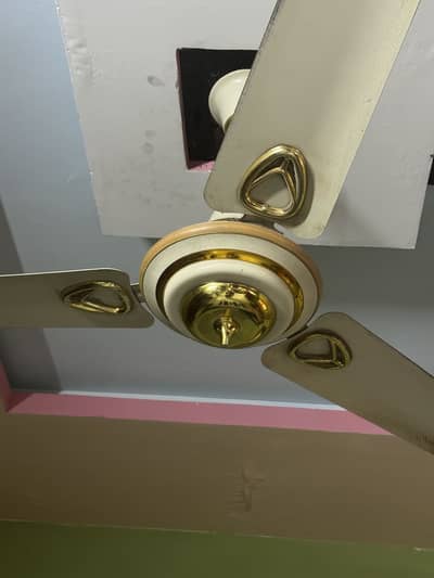 “5” Royal Fans for sale