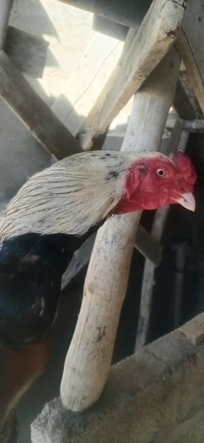 Aseel white Jawa Murga