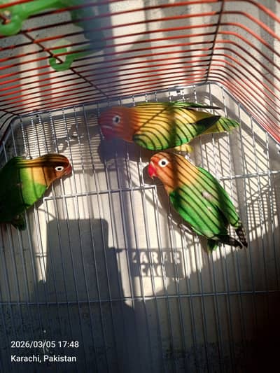 Fischer parrot (Fisher) with Cage (pinjra)