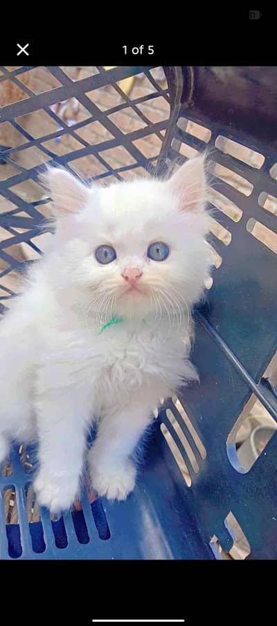 Persian Kitten