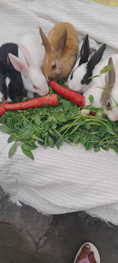 Male and Female rabbits for urgent sell