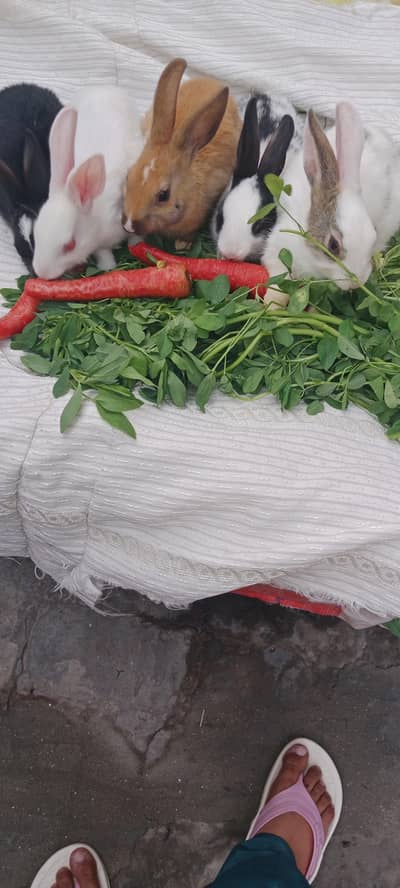 Male and Female rabbits for urgent sell