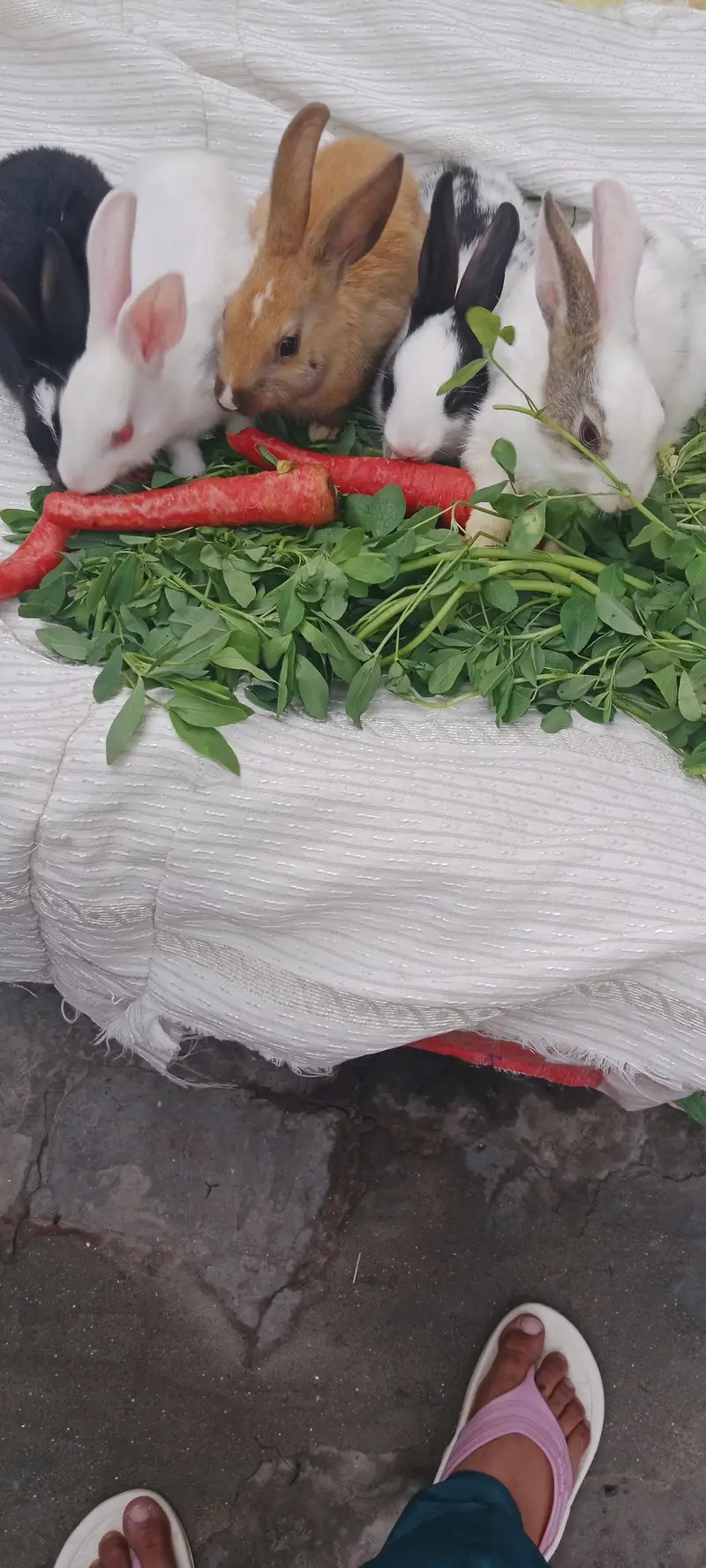 Male and Female rabbits for urgent sell — photo 3