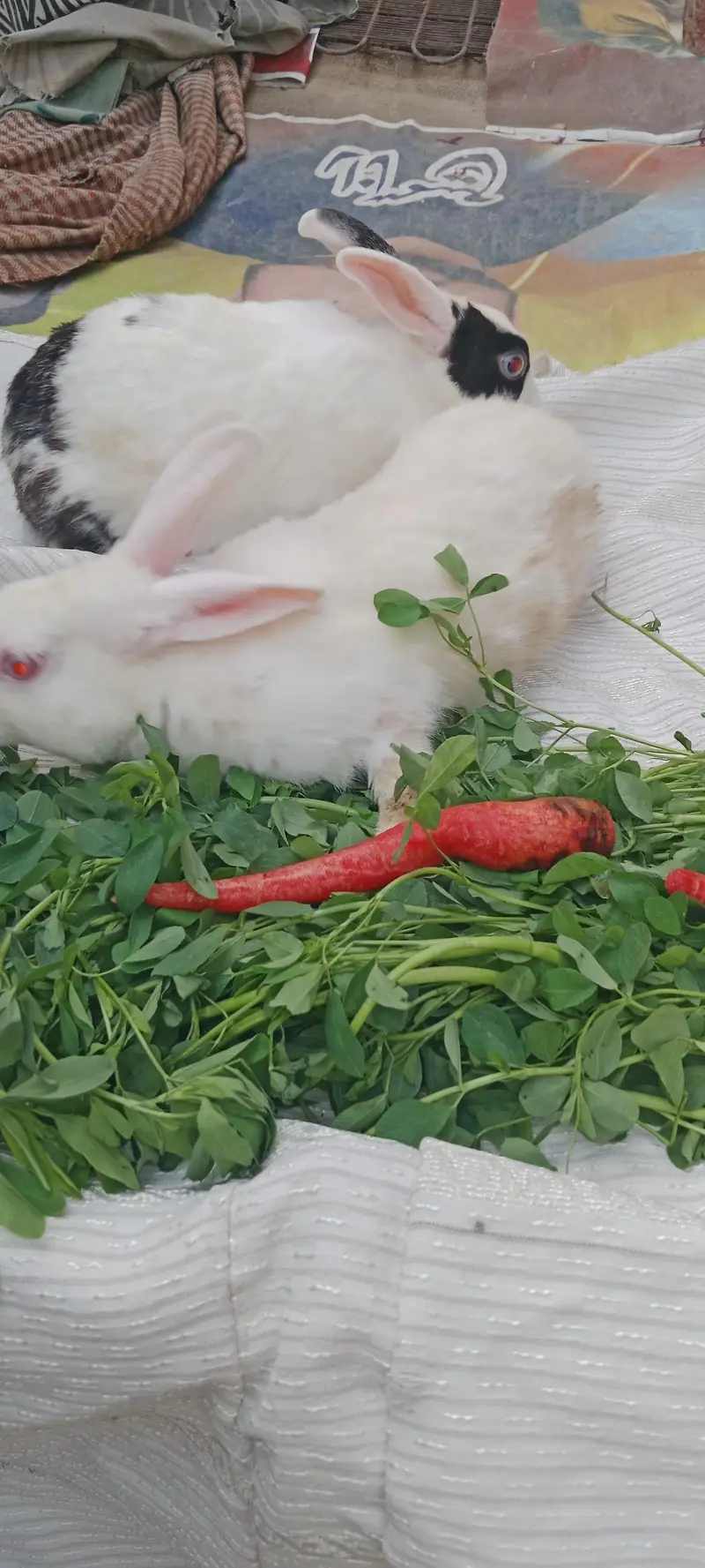 Male and Female rabbits for urgent sell — photo 4