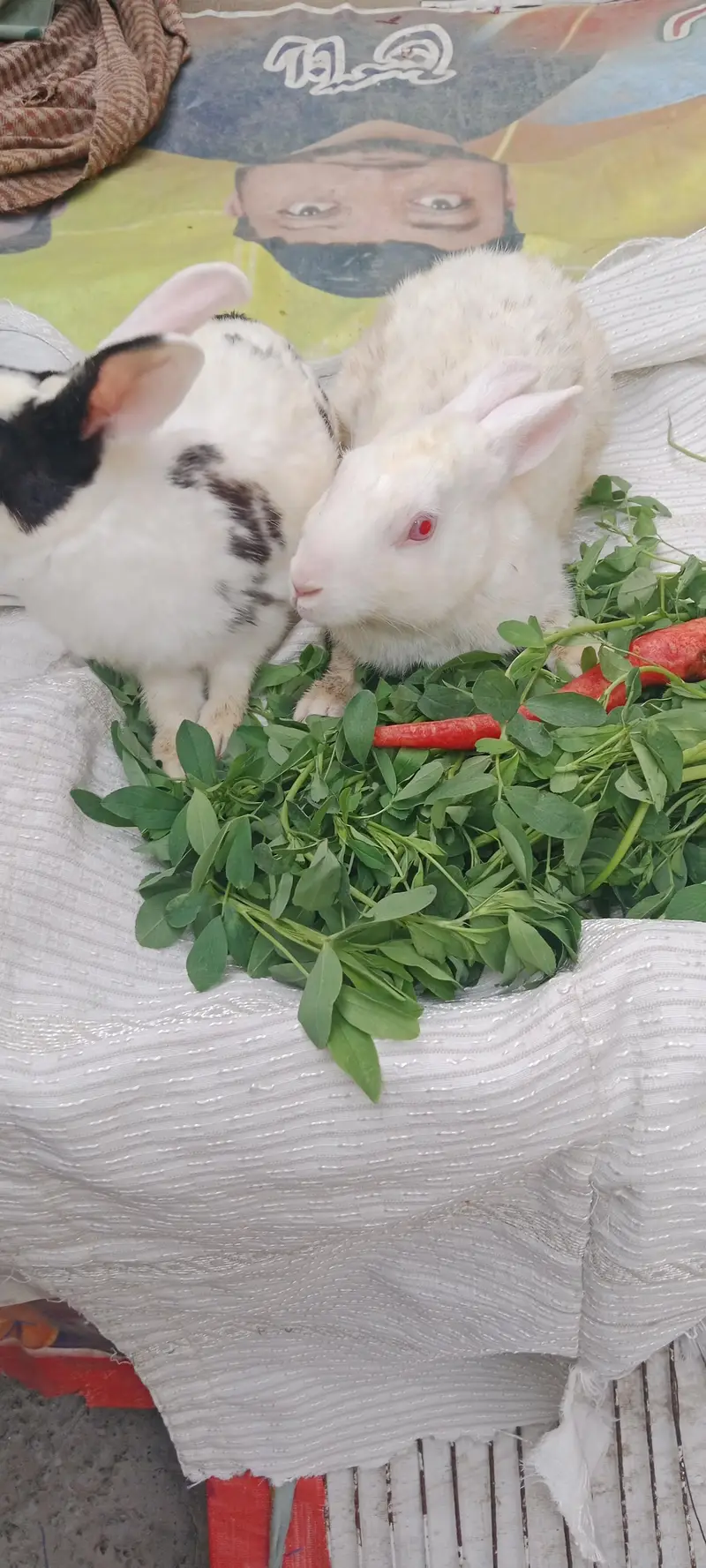 Male and Female rabbits for urgent sell — photo 5