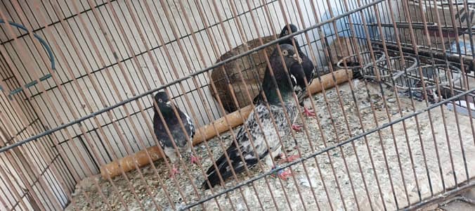 pure rampuri pigeons high flying