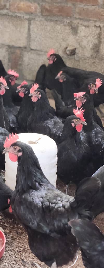 astrolop hen for sale 70% production