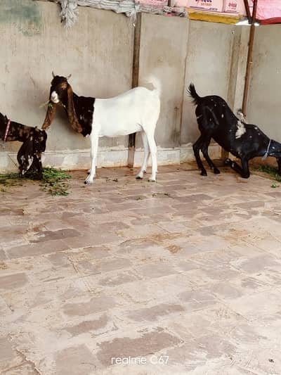 kamori ablaq bakri Gayaban 03342637391