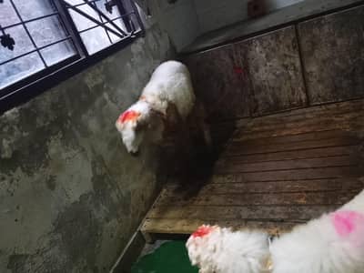 3 mahine ke Mundra chatra 3 mahine ka Jodi