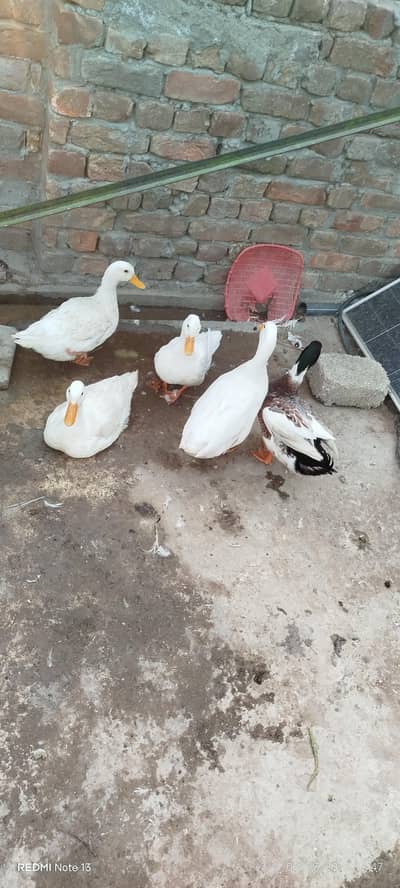 دو میل تین فیمیل