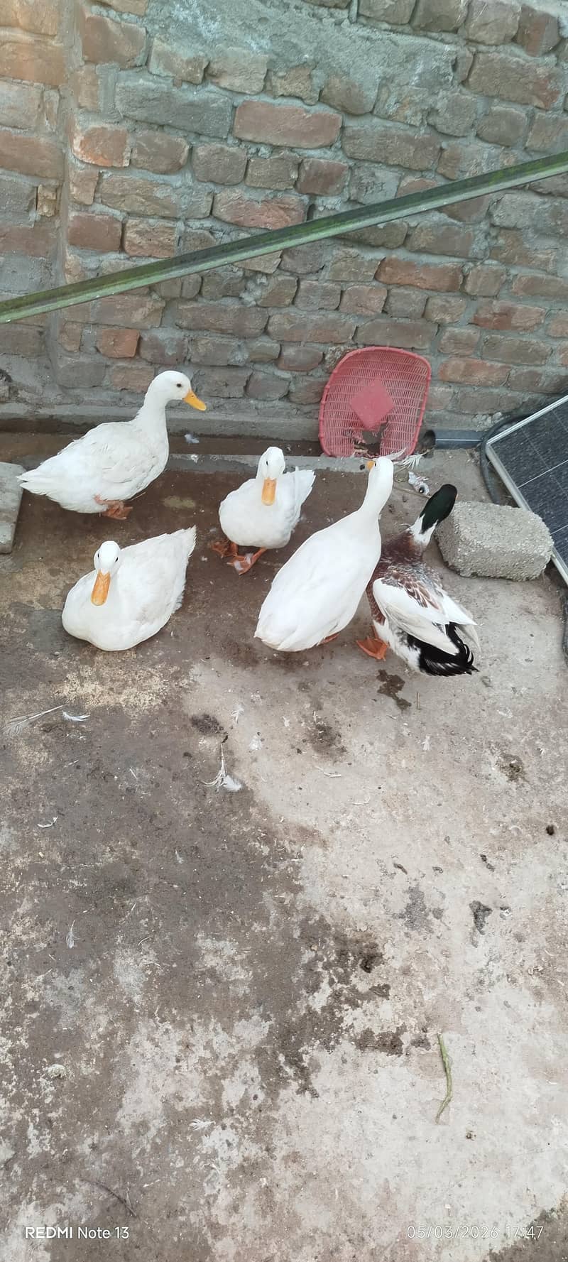 دو میل تین فیمیل 0