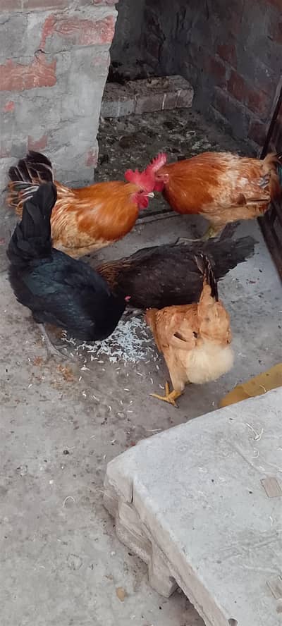 Desi hens