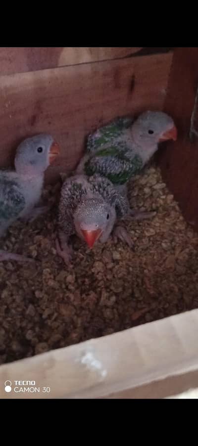 Raw Chicks healthy and active