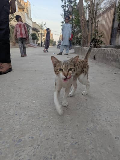 | FREE adoption | ABANDONED KITTEN