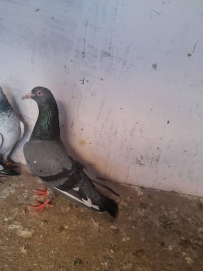 Teddy or golden pejan