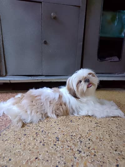 shihtzu top quality female adult