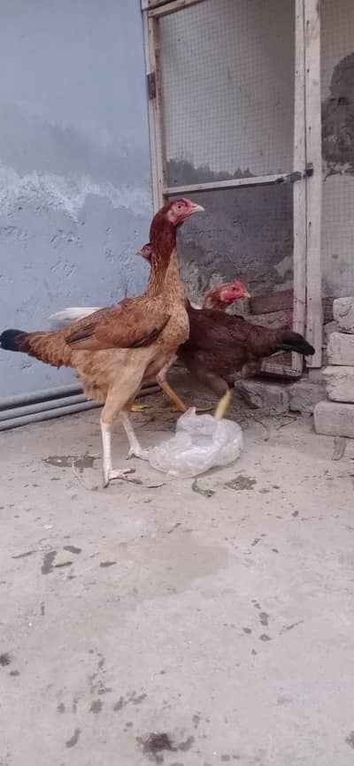 Sirf 2 aseel Murgia ha 3500 per pice ha OR achi nasal ki laraka murgi