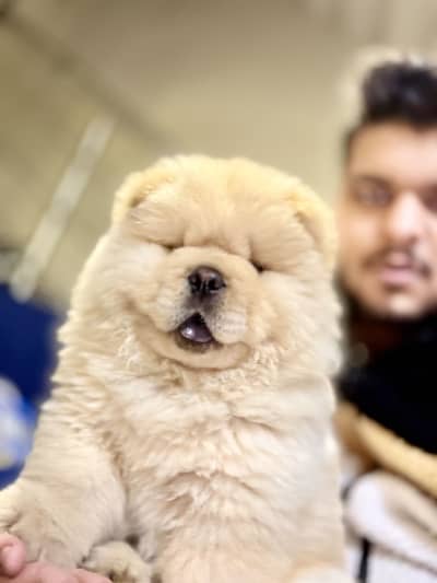 Chow chow Dog Imported from  Russia 