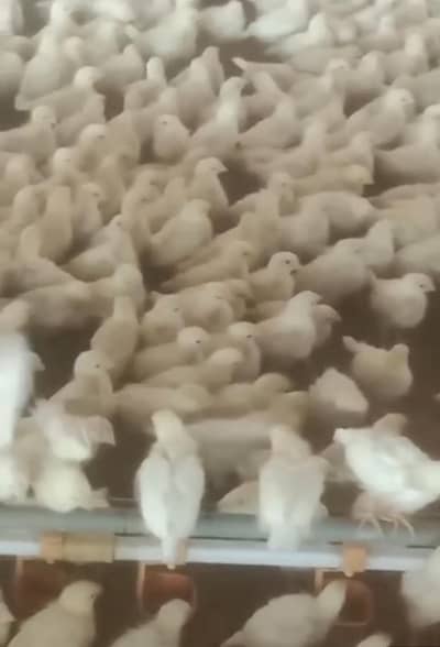 white layer novagen breed