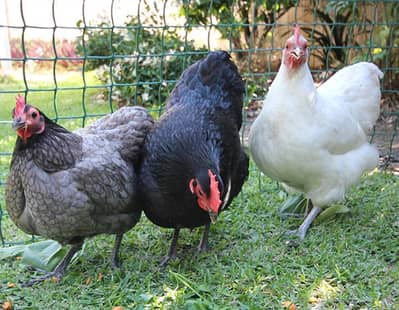 Hens for sale light brahma aseels Australorp Plymouth rock Isa brown