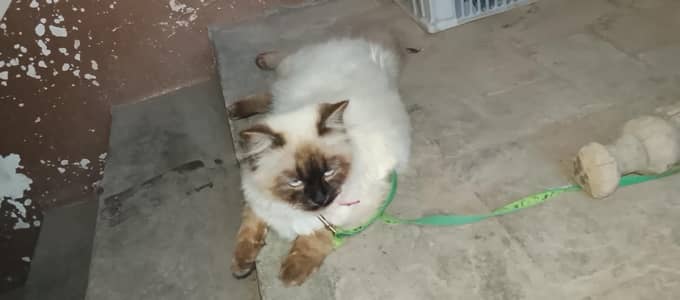 Healthy & Cute Cat Pair for Sale – Male & Female
