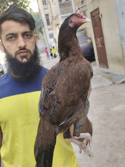 Aseel Lakhi Maddi Available