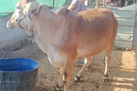 Pakki kheeri Bachri for sale Qurbani 2026/2027