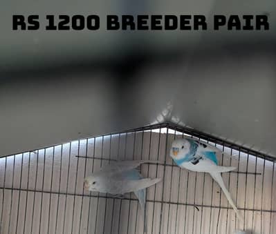 king size working female