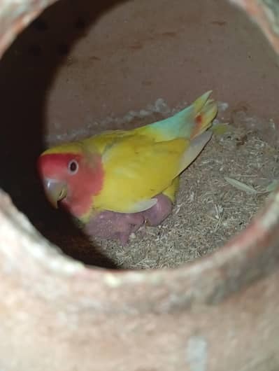 Lutino breeders pair colony