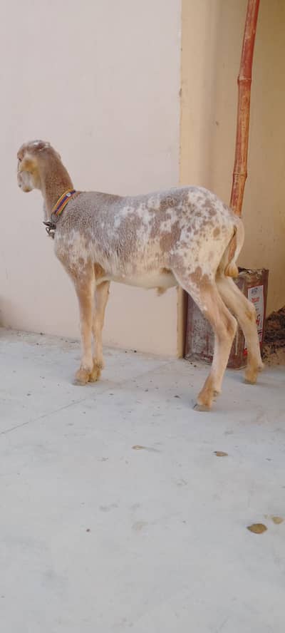 Kary ka dumba 5 month