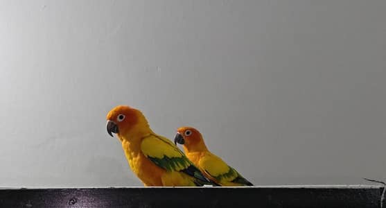 Sunconure Breeder Pair High Red Factor