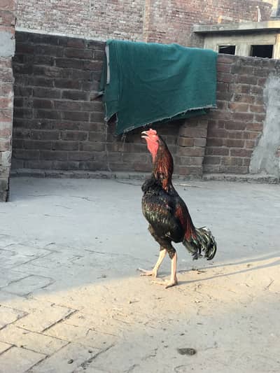 Aseel Pathay For Sale! — WhatsApp - 03202266935