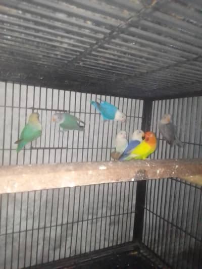 3 adult love bird,4 baby in love bird age 7 month