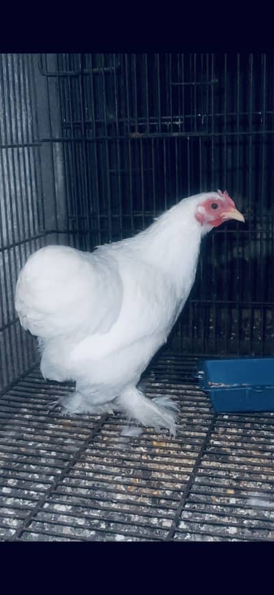 White bantam 1 Female