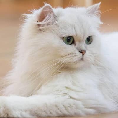 Persian cat ya kitten ho for adoption