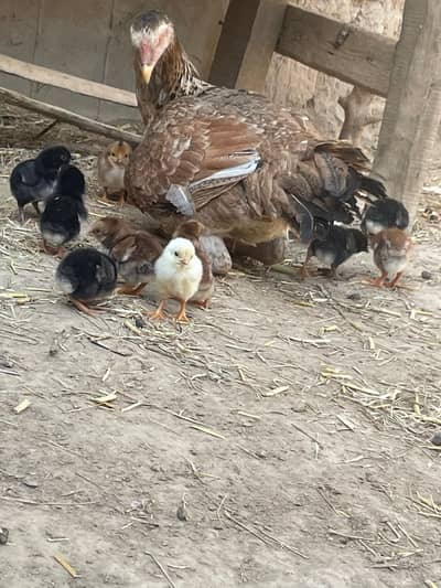 Adeel cheks for sale high quality breed