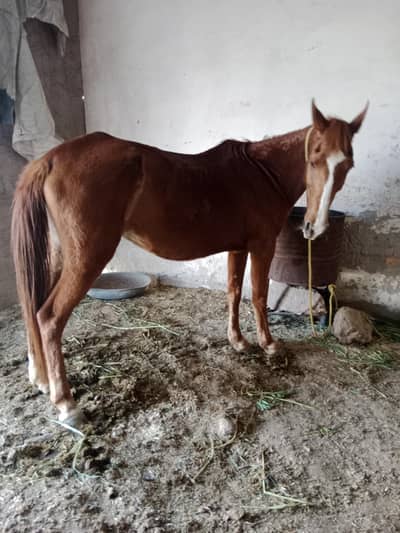 sale for  female horse