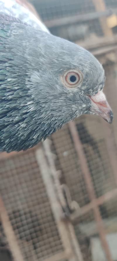zeera pigeon