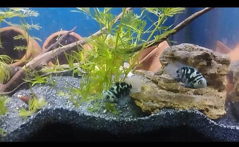 Blue Polar Parrot & Red Jewel Fish