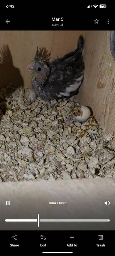 cocktail cheeks available