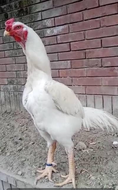 aseel shamo mughra hy only whatshapp 03099609835