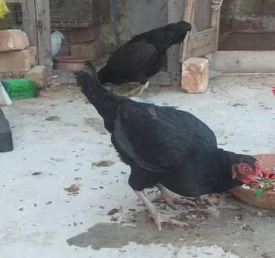 Ghr ki Pure Desi Aseel mix 2 Madia Eggs are Lying