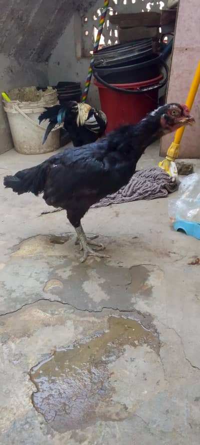 miyawali jhora ha 12k final