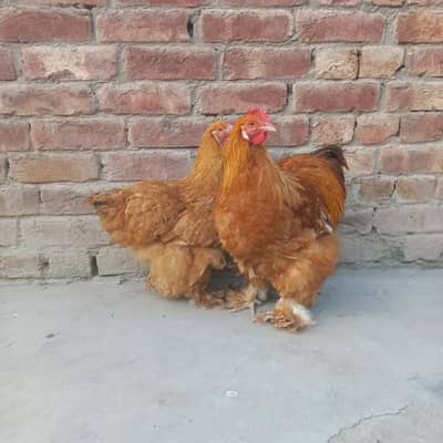 Golden Heavy Buff Pair