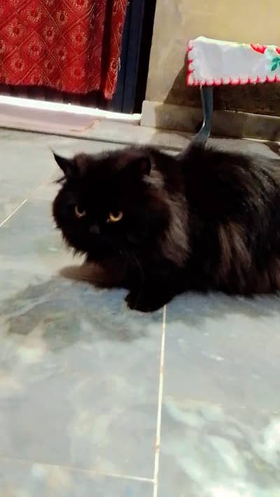 Persian male cat sale