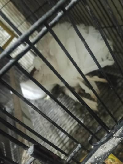 2 breeding pairs urgent sale