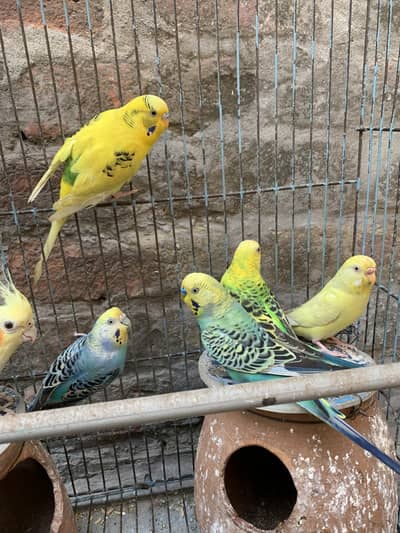 6 budgie 2 cocktail pair with cage