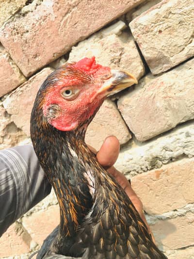 Aseel kamliya old blood