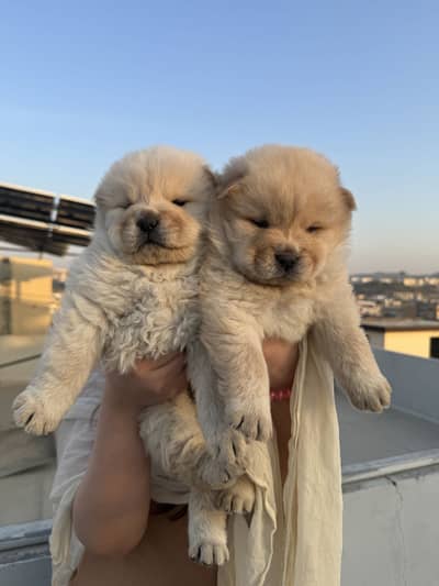 Chow chow puppies